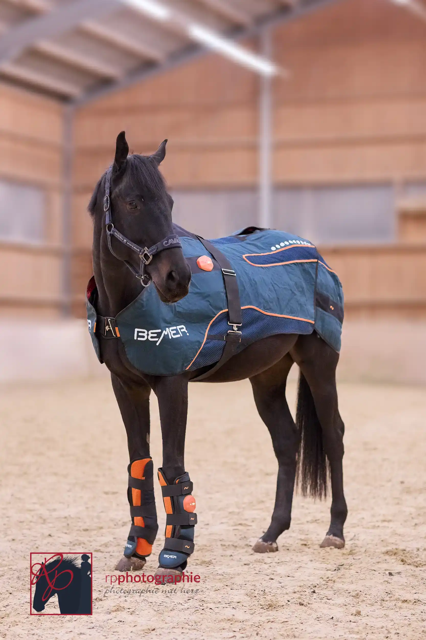 Das BEMER Horse Set an einem Pferd