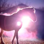 Fotoshooting eines Pferdes mit Holi Pulver