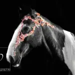 Blattgold Fotoshooting mit einem Pferd