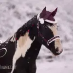 Ein Pony mit einer Weihnachtsmütze im Schnee