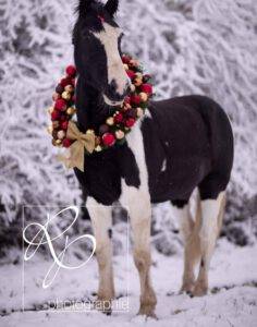Pony mit roten Weihnachtskranz im Schnee vor Büschen