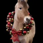 Ein Pony mit einem weihnachtlichen Kranz um den Hals vor schwarzem Hintergrund