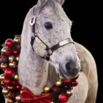 Pferd mit einem weihnachtlichen Kugelkranz