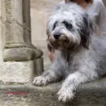 Alter Hund bei Aufnahmen in einem Schloss